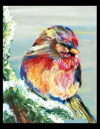 Colorful Bird